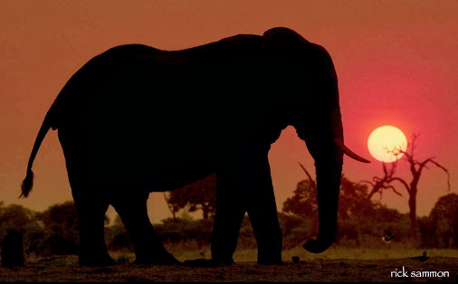 African Elephant At Sunset (photo)