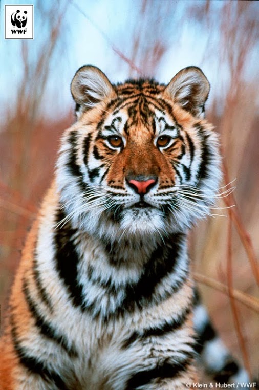 Amur Tiger (photo)