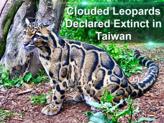 Clouded Leopards Declared Extinct in Taiwan
