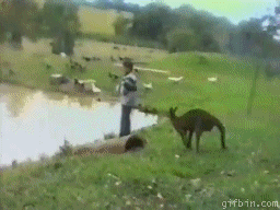 Kangaroo Kicks! (video clip)