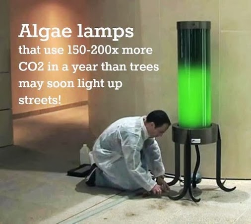 CO2-Eating Algae Streetlight!